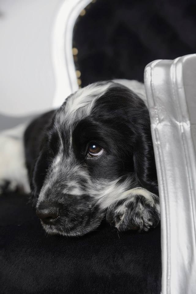 10150724_10204131550834115_4603261094912225138_n