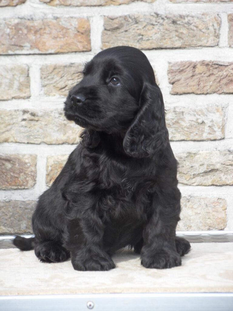 Fétiche Ebony head of boy 2