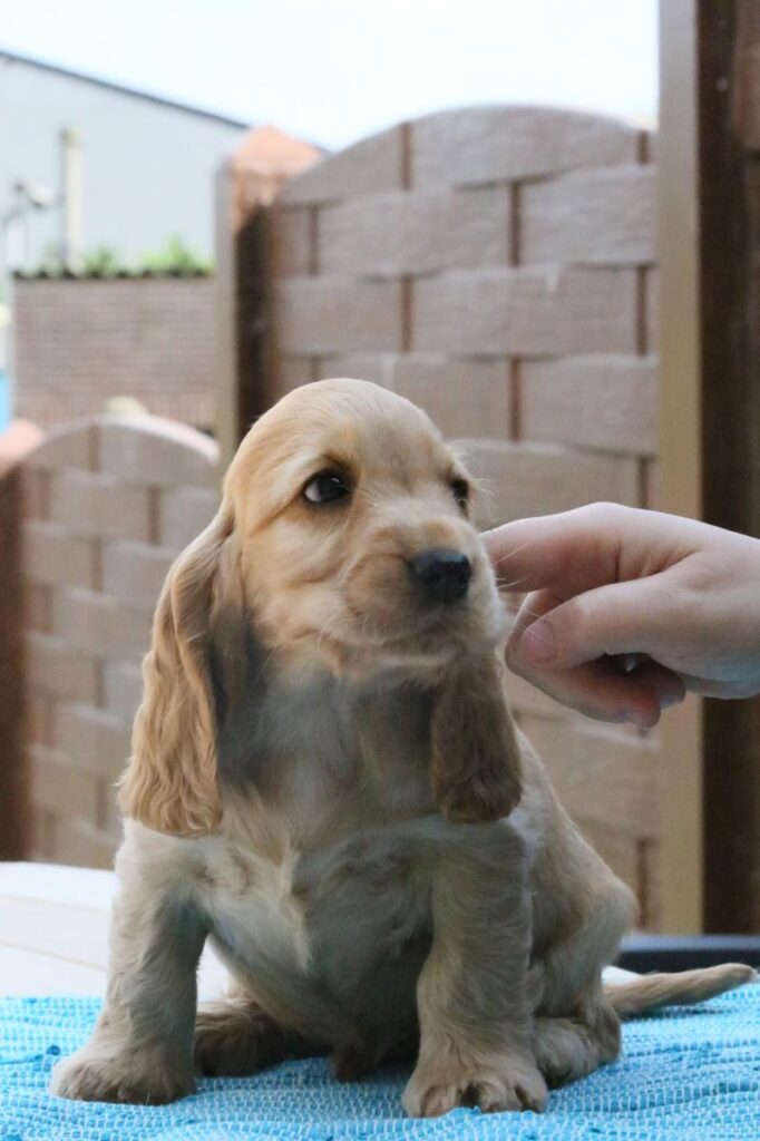 Red Litter brown boy head